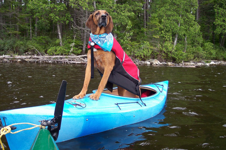 Snapple the kayaking Redbone