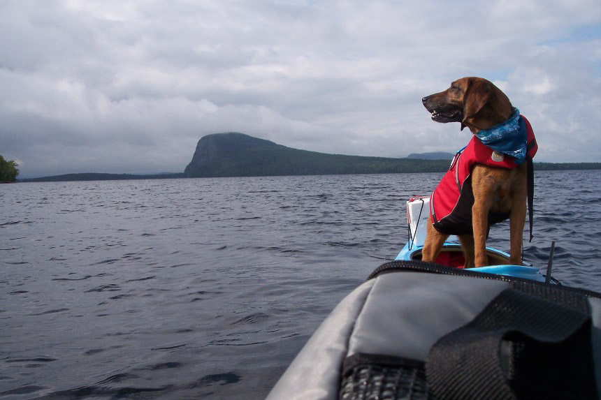 Snapple the kayaking Redbone